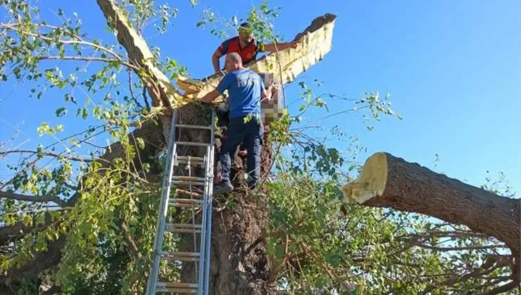 Ağacın Altında Kalan Kişi Hayatını Kaybetti